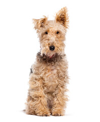 Fox terrier dog, isolated on white