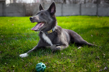 Gray color dog plays with a green ball on the grass in the park