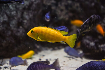 Discus, colorful cichlids in the aquarium, freshwater fish that lives in the Amazon basin. Colored, bright fish in the aquarium. A variety of marine fish.