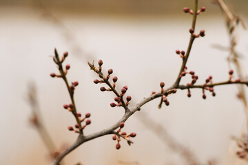 The new buds begin to appear in the spring