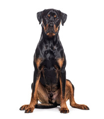 Obraz premium Bastard dog, rottweiler cross with boxer, isolated on white