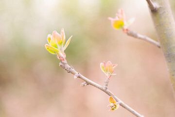 The new buds begin to appear in the spring