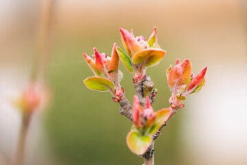 The new buds begin to appear in the spring