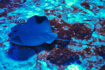 The stingray swims underwater. The stingray is a flat sea fish. An electric stingray swims among algae in shallow water in an exotic ocean scene. Dangerous to human life.