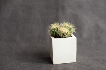 Home plants potted cactus on gray fabric background