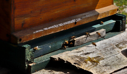 Bienen am Eingang eines Bienenstock