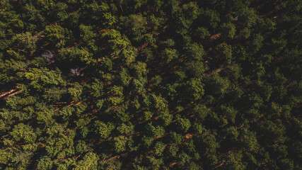 Drone view of Pine forest in sunlight. Top view of forest