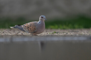 European turtle dove