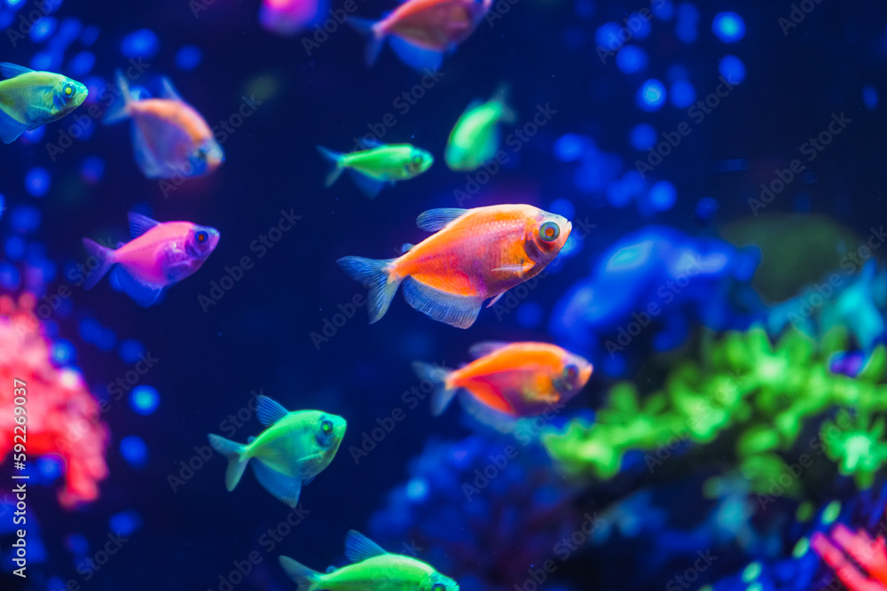 Wall mural a flock of beautiful neon glowing fish in a dark aquarium with neon light. glofish tetra. blurred ba