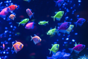 Naklejka na ściany i meble A flock of beautiful neon glowing fish in a dark aquarium with neon light. Glofish tetra. Blurred background. Selective focus. Underwater life.