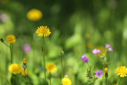 prato fiorito in primavera © Simona