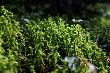 Close up texture of green forest moss. Green natural nature
