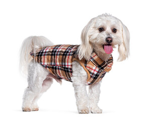 Maltese dog wearing a winner coat, panting side view isolated on white