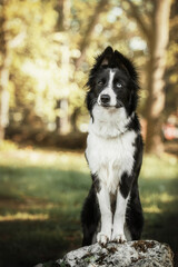 Border Collie dog walking at the city park. Dog fun. Cute pet. Dog tricks. Smart domestic dog breed