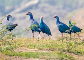 Closeup view of a group of purple Swamphen in a field