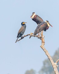 Pair of Woolly-necked stork with a cormorant on a tree