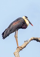Woolly-necked stork resting on a tree against the blue sky