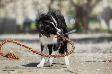 Naklejka na ściany i meble Border Collie dog walking at the city park. Dog fun. Cute pet. Dog tricks. Smart domestic dog breed
