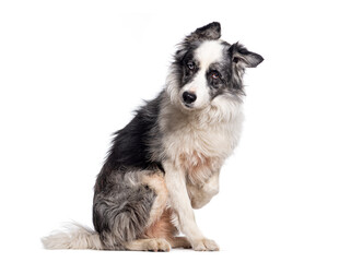 Border collie dog sit in front and holding the camera with a suspicious and serious look, isolated on white