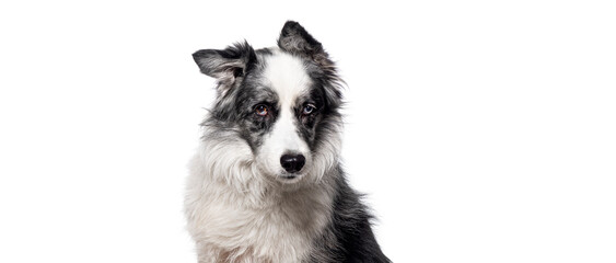 Head shot of a black and white Border collie dog, isolated on white background