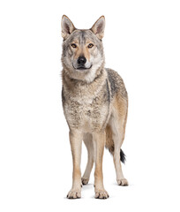 Standing in front Czechoslovakian Wolfdog looking at camera, Isolated on white