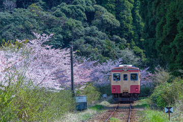 桜並木と列車