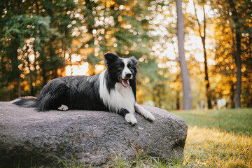 Border Collie dog walking at the city park. Dog fun. Cute pet. Dog tricks. Smart domestic dog breed