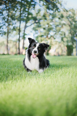 Border Collie dog. Dog in field. Beautiful domestic pet. Summer. Active dog. Smart pet. Dog training
