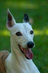 Closeup shot of a white whippet dog