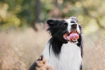 Border Collie dog. Dog in field. Beautiful domestic pet. Summer. Active dog. Smart pet. Dog training