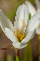 Closeup shot of white spider on the zephyrlily