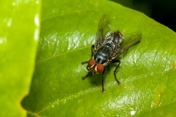 Fototapeta premium Closeup shot of a fly on the green leaf