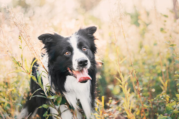 Border Collie dog. Dog in field. Beautiful domestic pet. Summer. Active dog. Smart pet. Dog training