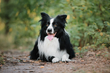 Border Collie dog walking at the city park. Dog fun. Cute pet. Dog tricks. Smart domestic dog breed