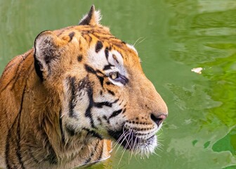 Fototapeta na wymiar Bengal tiger kills the heat by swimming in lake on hot summer day