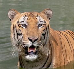 Bengal tiger kills the heat by swimming in lake on hot summer day