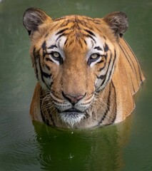Bengal tiger kills the heat by swimming in lake on hot summer day