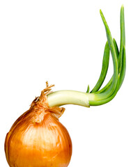 Allium cepa, close-up of a sprouting onion, isolated cut out background