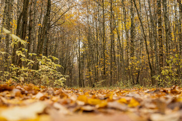  fallen golden leaves on ground on pathway in autumnal forest