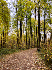 Ground dirt road covered with fallen leaves in autumnal park or forest among trees with green and yellow foliage