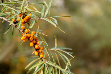 ripe orange sea buckthorn berries on branch