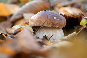 boletus mushroom grows through fallen leaves