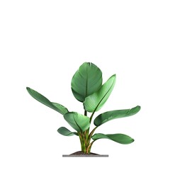 decorative flowers and plants for the interior, isolated on white background, 3D illustration, cg render