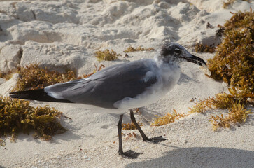 seagull on the beach