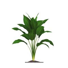 decorative flowers and plants for the interior, isolated on white background, 3D illustration, cg render