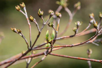 MAcro de branchage de cornouiller du Japon au printemps