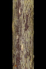 Alder Buckthorn (Frangula alnus). Wintering Twig Detail Closeup