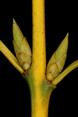 Fortune's Spindle (Euonymus fortunei). Lateral Buds Closeup