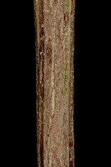 Thunberg's Barberry (Berberis thunbergii). Wintering Twig Detail Closeup