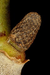 Walnut (Juglans regia). Staminate Inflorescence Closeup